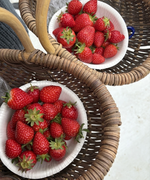 いちご狩りドライブ🍓🚗🏝️