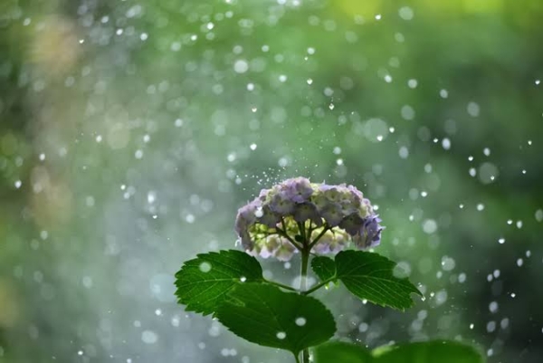 梅雨の時期に髪をカットするべき4つの理由！